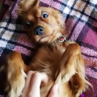 İngiliz Cocker Spaniel, Köpek  Body fotoğrafı