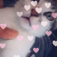 Tekir Kedi, Kedi  Boncuk fotoğrafı