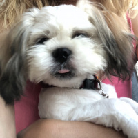 Shih Tzu, Köpek  Mia fotoğrafı