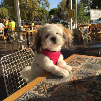 Shih Tzu, Köpek  Mia fotoğrafı