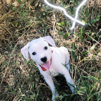 Amerikan Pitbull Terrier, Köpek  Bella fotoğrafı