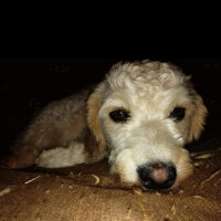 Airedale Terrier, Köpek  Coffee fotoğrafı