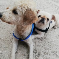 Airedale Terrier, Köpek  Coffee fotoğrafı