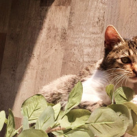 Tekir Kedi, Kedi  Çiko fotoğrafı