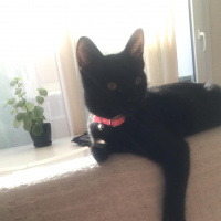 Tekir Kedi, Kedi  Çiko fotoğrafı