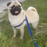 Pug, Köpek  hektor fotoğrafı