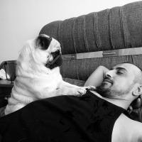 Pug, Köpek  hektor fotoğrafı