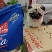 Pug, Köpek  hektor fotoğrafı