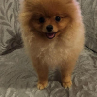 Pomeranyalı, Köpek  pepe fotoğrafı