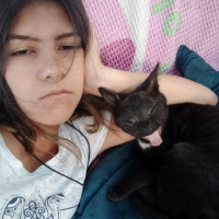 Bombay, Kedi  Özgür fotoğrafı