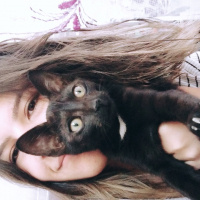 Bombay, Kedi  Özgür fotoğrafı