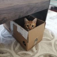 Sarman, Kedi  Susam fotoğrafı