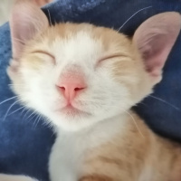 Sarman, Kedi  Fındık Fıstık fotoğrafı