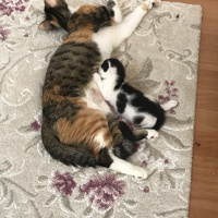 Tekir Kedi, Kedi  Şapşikler fotoğrafı