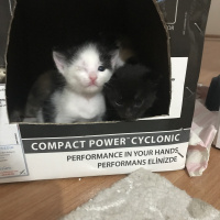 Tekir Kedi, Kedi  Şapşikler fotoğrafı