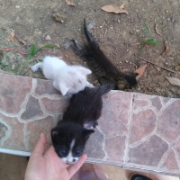 Tekir Kedi, Kedi  A fotoğrafı