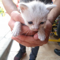 Tekir Kedi, Kedi  A fotoğrafı