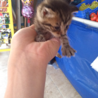 Tekir Kedi, Kedi  A fotoğrafı