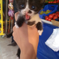 Tekir Kedi, Kedi  A fotoğrafı