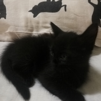 Tekir Kedi, Kedi  Cookie fotoğrafı