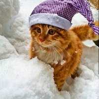 Sarman, Kedi  Balım fotoğrafı