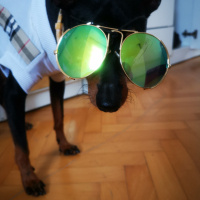 Doberman Pinscher, Köpek  Blackie fotoğrafı