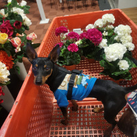 Doberman Pinscher, Köpek  Blackie fotoğrafı