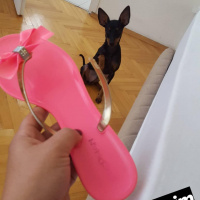 Doberman Pinscher, Köpek  Blackie fotoğrafı
