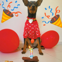 Doberman Pinscher, Köpek  Blackie fotoğrafı
