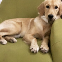 Golden Retriever, Köpek  Casper fotoğrafı