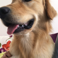 Golden Retriever, Köpek  Casper fotoğrafı