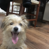 Cairn Terrier, Köpek  Pororo fotoğrafı