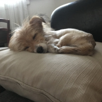 Cairn Terrier, Köpek  Pororo fotoğrafı