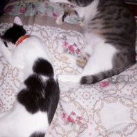 Tekir Kedi, Kedi  Mimoş fotoğrafı