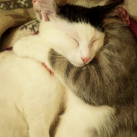 Tekir Kedi, Kedi  Mimoş fotoğrafı