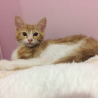 Sarman, Kedi  Leo fotoğrafı