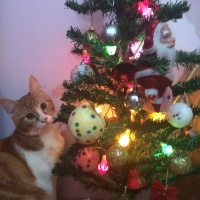 Sarman, Kedi  Leo fotoğrafı