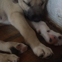 Akbaş, Köpek  Küçük Minnaklar fotoğrafı
