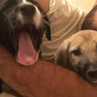 Akbaş, Köpek  Küçük Minnaklar fotoğrafı