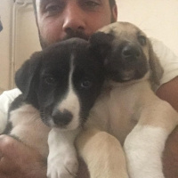Akbaş, Köpek  Küçük Minnaklar fotoğrafı