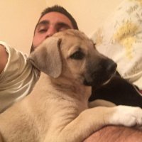Akbaş, Köpek  Küçük Minnaklar fotoğrafı