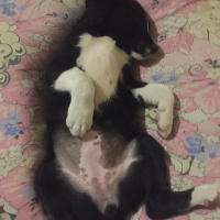 Akbaş, Köpek  Küçük Minnaklar fotoğrafı