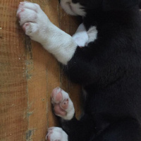 Akbaş, Köpek  Küçük Minnaklar fotoğrafı
