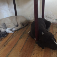 Akbaş, Köpek  Küçük Minnaklar fotoğrafı