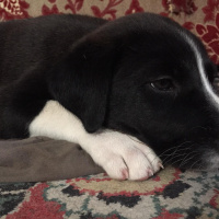 Akbaş, Köpek  Küçük Minnaklar fotoğrafı
