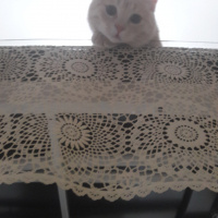 Scottish Fold, Kedi  Alex fotoğrafı