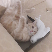 Scottish Fold, Kedi  Alex fotoğrafı
