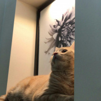 Scottish Fold, Kedi  Alex fotoğrafı