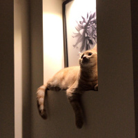 Scottish Fold, Kedi  Alex fotoğrafı
