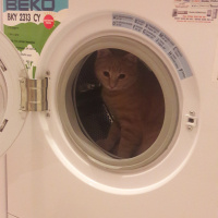 Scottish Fold, Kedi  Alex fotoğrafı